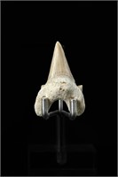 Shark tooth - L: 1.75", W:1.16"