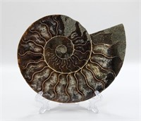 Cleoniceras Ammonite from Madagascar 145 MYO