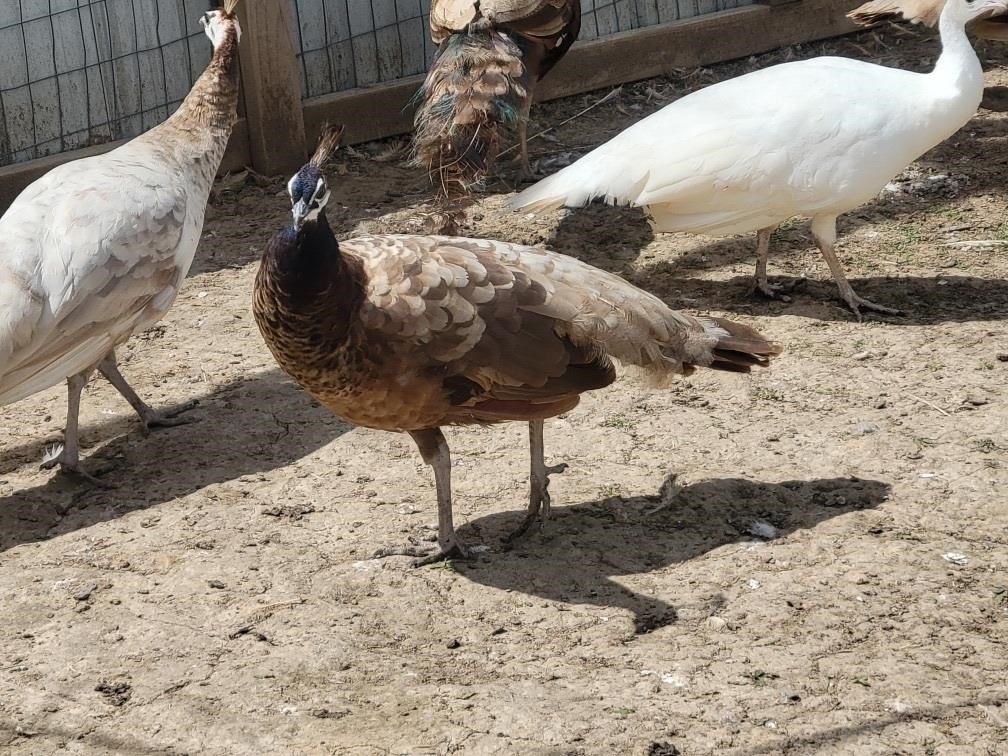 2 year old purple peahen.