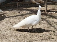 2 year old white peahen.