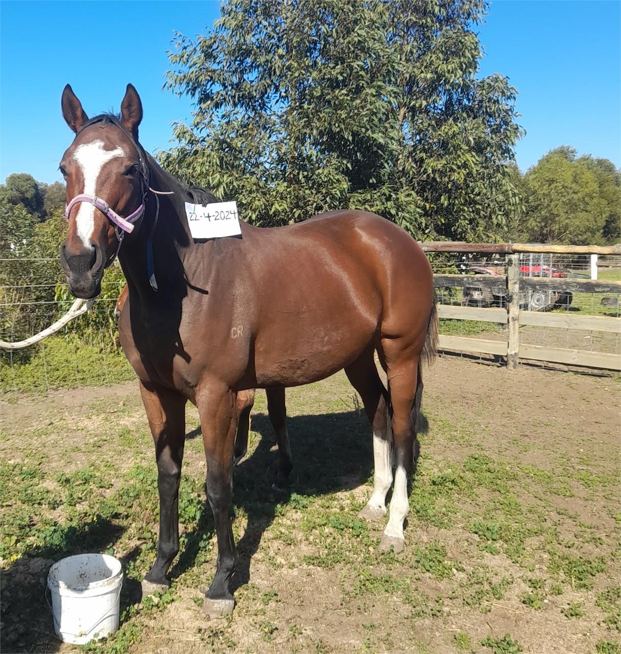 (VIC) WHEN AND WHERE - THOROUGHBRED MARE