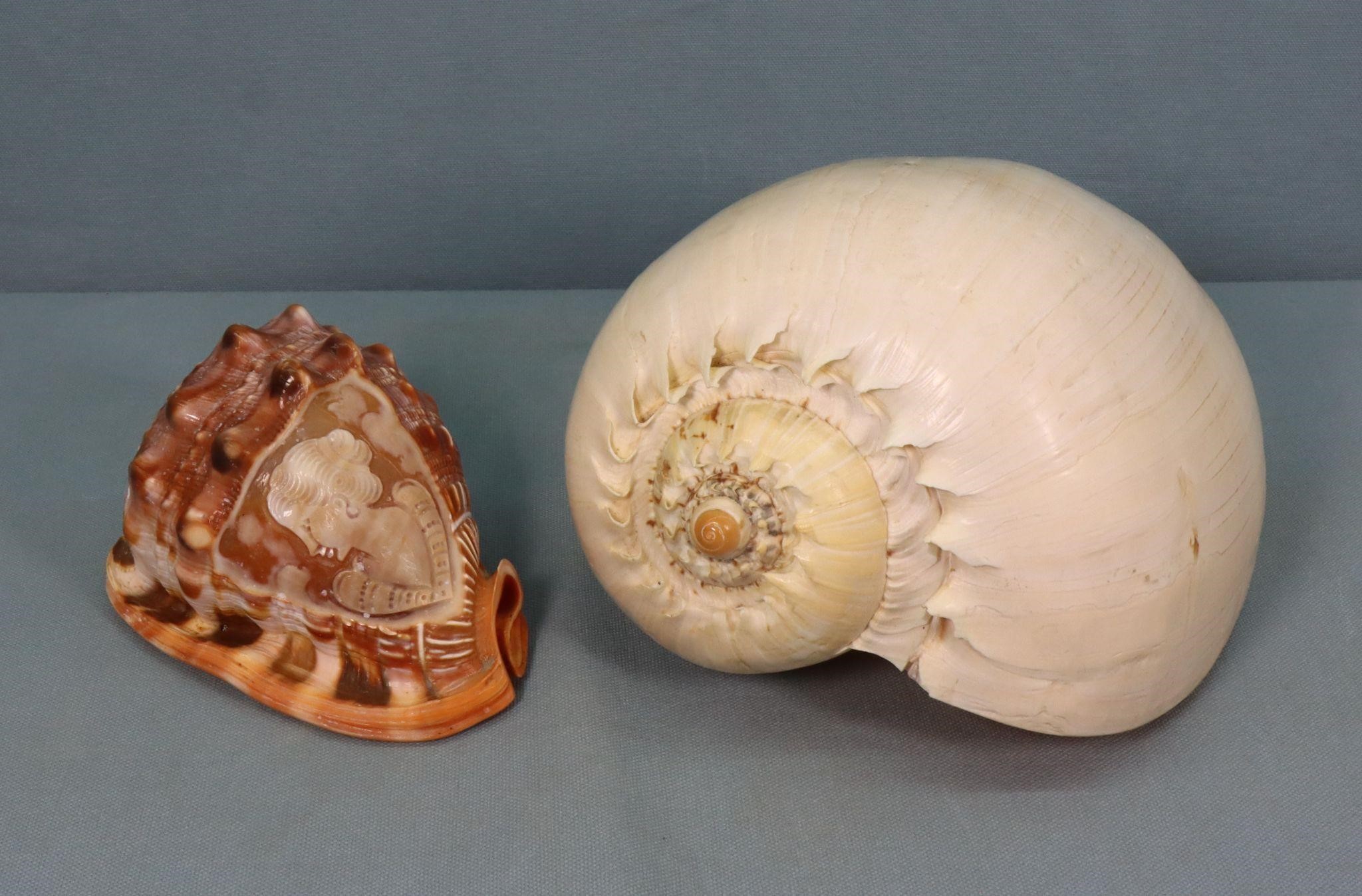 Large Conch + Intaglio Carved Shell
