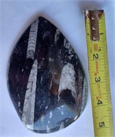 Huge Orthoceras Fossil