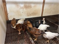 13- Heavy breed started chicks