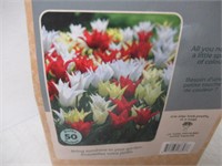 50-Pk Tasc Tulipa Lily-Flowered Tres Chic Festival