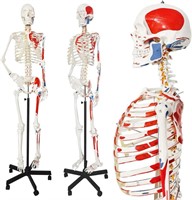 2024 Human Skeleton Model  Spinal Nerves  Stand