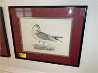 FRAMED AND MATTED COMMON GULL PRINT 33 IN x 27 IN