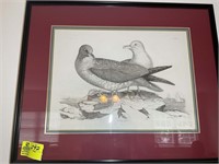 FRAMED AND MATTED FULMAR PETREL PRINT 33 IN X 27 I