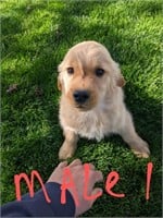 AKC registered golden retriever male puppy