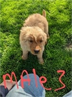 AKC registered golden retriever male puppy