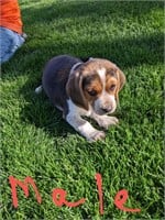 Male beagle puppy
