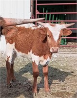 Texas Longhorn bull calf 8 months old. Gentle