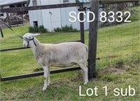 DJSmith SCD 8332 Katahdin Spring Ewe Lamb