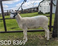 DJSmith SCD 8369 Katahdin Spring Ewe Lamb