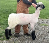 Apple 24-13 Oxford Spring Ewe Lamb