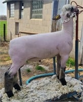 Double Doc 24-14 Shropshire Spring Ram Lamb