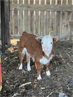 Mini Hereford bull calf born 3/16.