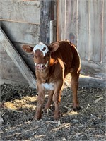 Mini Hereford/dexter cross steer calf born 3/29