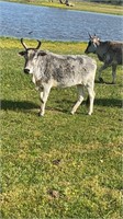 Adult Zebu cow exposed to registered paint bull