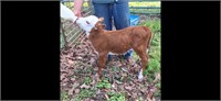 2 week old mini Hereford heifer. 40” parents