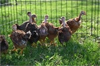 Turkin Naked Neck Chicks. Hatched Feb 19