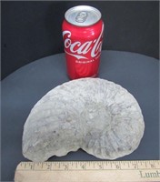 Ammonite Fossil from Cretaceous Period
