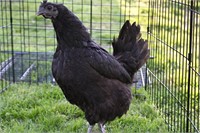 Ayam Cemani Hen. She’s 2 years old. Laying