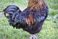 Large americuana rooster. 2 years old. Mature.