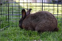 New Zealand type rabbit, Buck. Friendly. Proven