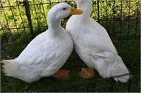 Pekin ducks x 2 Feb hatch.