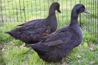 Cayuga Ducks x 2. Feb hatch