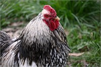Brahma Rooster 2 years old