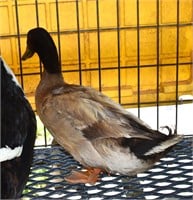 khaki Campbell Duck drake. Mature 1.5 years old.