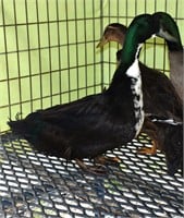 Duck black swedish drake