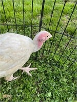 Broad breasted White turkey Feb 20 hatch date.