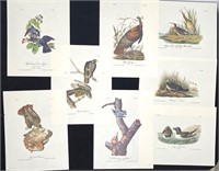 Audubon Prints Lot A