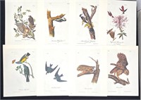 Audubon Prints lot B