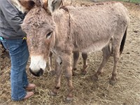 49”  in tacked jack donkey friendly