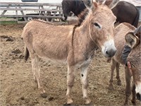 3 year old jack donkey 50” friendly