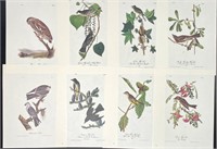 Lot of Audubon Prints Lot C