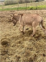 38 inch. Jack donkey friendly.