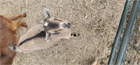 Doeling-Pygmy Goat-Exposed to Blue Angora buck