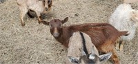 Doeling-Pygmy Goat-Exposed to Blue Angora buck