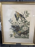 John J Audubon Print