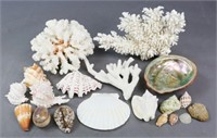 Shell, Coral & Polished Rock Collection