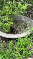 Concrete tub, 6 foot round approximately 16