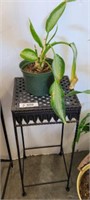 METAL PLANT STAND, LIVE PLANT IN SMALL POT