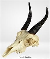 Impala Anthelope Genuine Skull- Hunter's Trophy