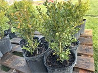 5 - 1G pots of green mountain boxwood shrubs