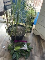 Plants w/ plant stand